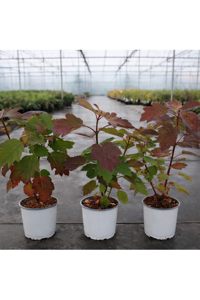 Гортензія Аліса в контейнері